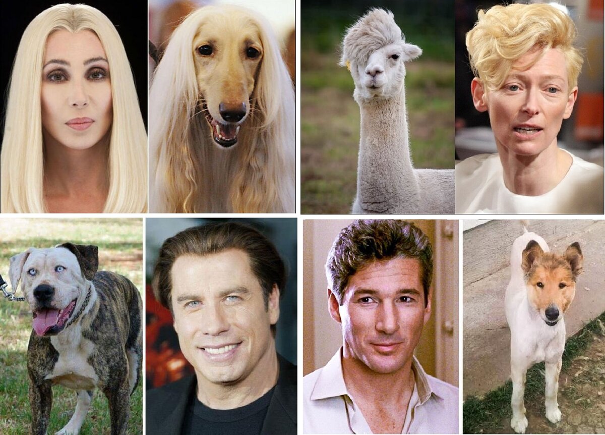 На кого из знаменитостей вы похожи. Животные похожие на людей. Собаки похожие на людей. Собака похожая на япоовека. Собаки похожие на знаменитостей.