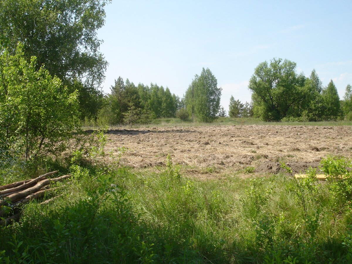 Поле засыпано соломой