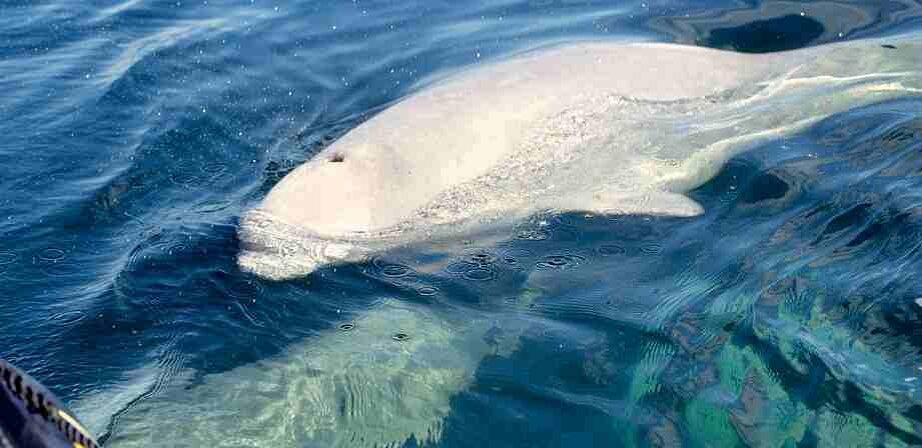 Водятся ли киты в море