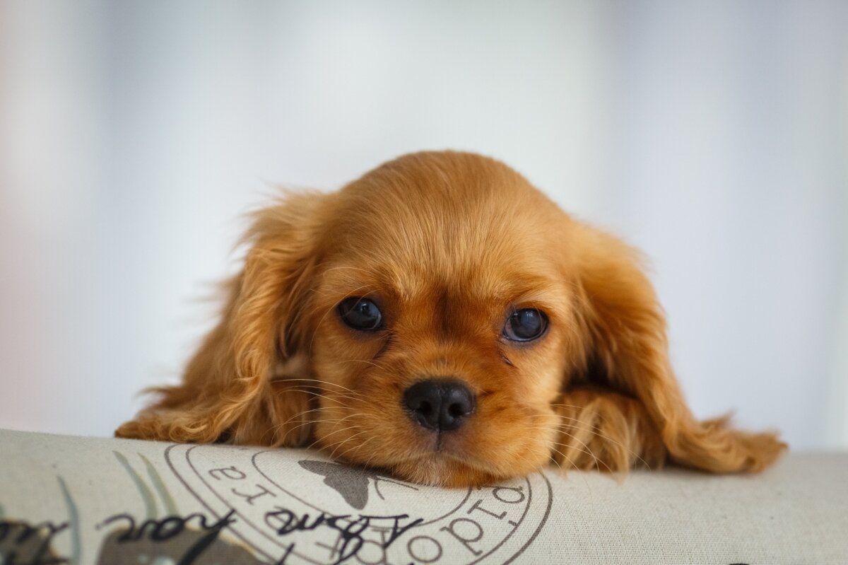Покупка щенка - очень серьезный шаг, ведь собака будет вашим другом долгие годы... Источник: fourofkind.ru