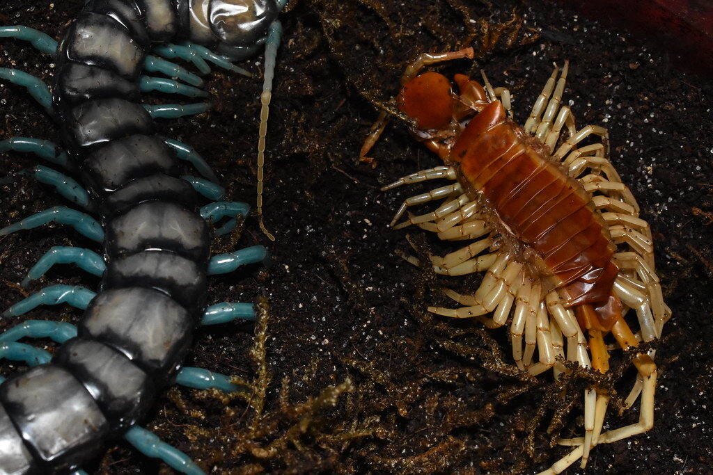 Темнота наш лучший друг.