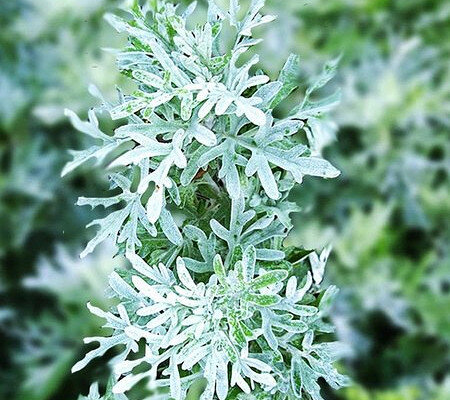 Полынь горькая