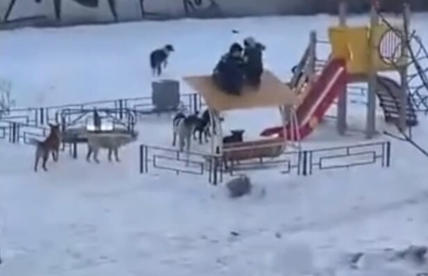 изображение из сети интернет и в свободном доступе