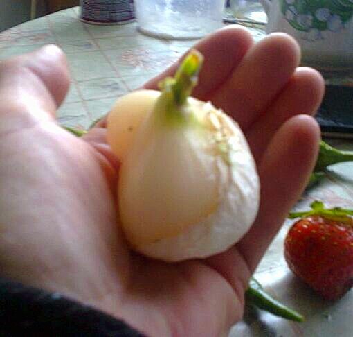 ЭТО РОКАМБОЛЬ СВОЙ, ТОЛЬКО ПРАВИЛЬНОЕ НАЗВАНИЕ ИМЕННО ЭТОГО ЛУКА- СЛОНОВИЙ ЧЕСНОК