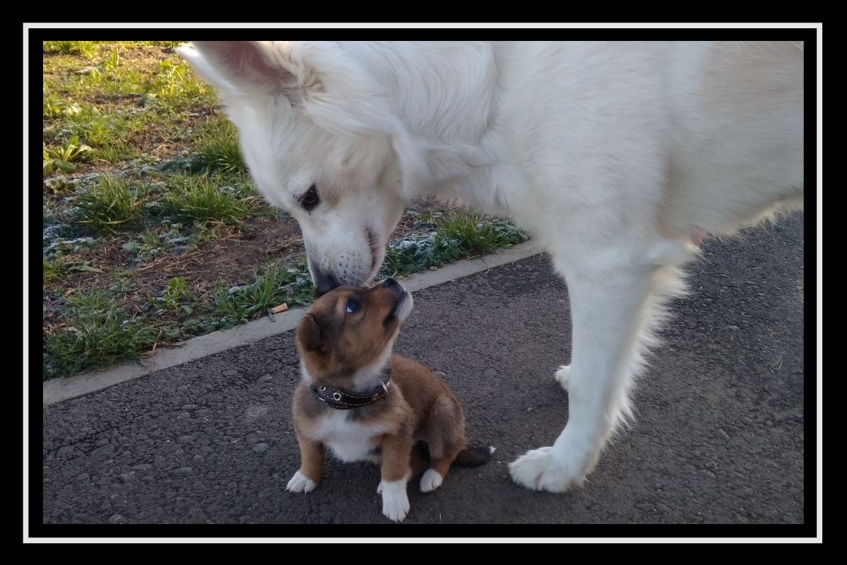 Мое первое знакомство со взрослой собакой
