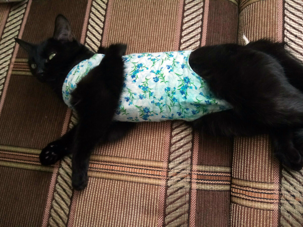 Кошка в послеоперационной попонке 