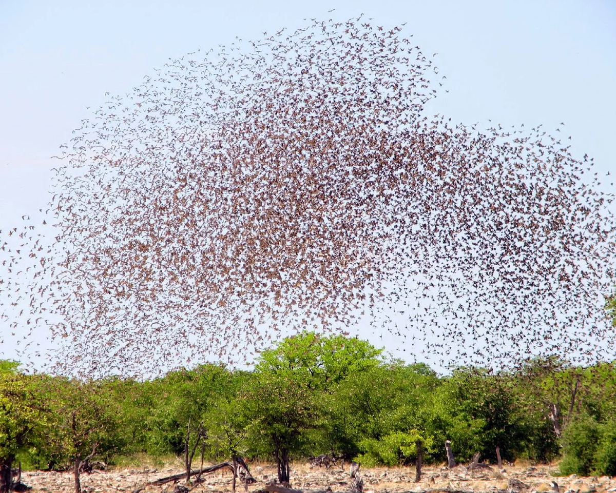 В поисках хавчика птицы рыщут стайками. Чем больше глаз — тем боле ништяков и хищников можно увидеть. 