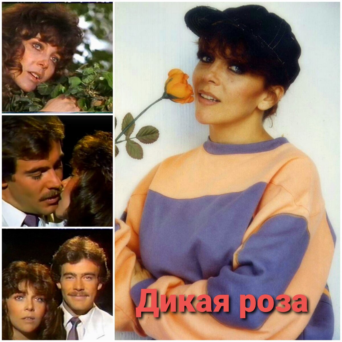 Дикая роза / Rosa salvaje