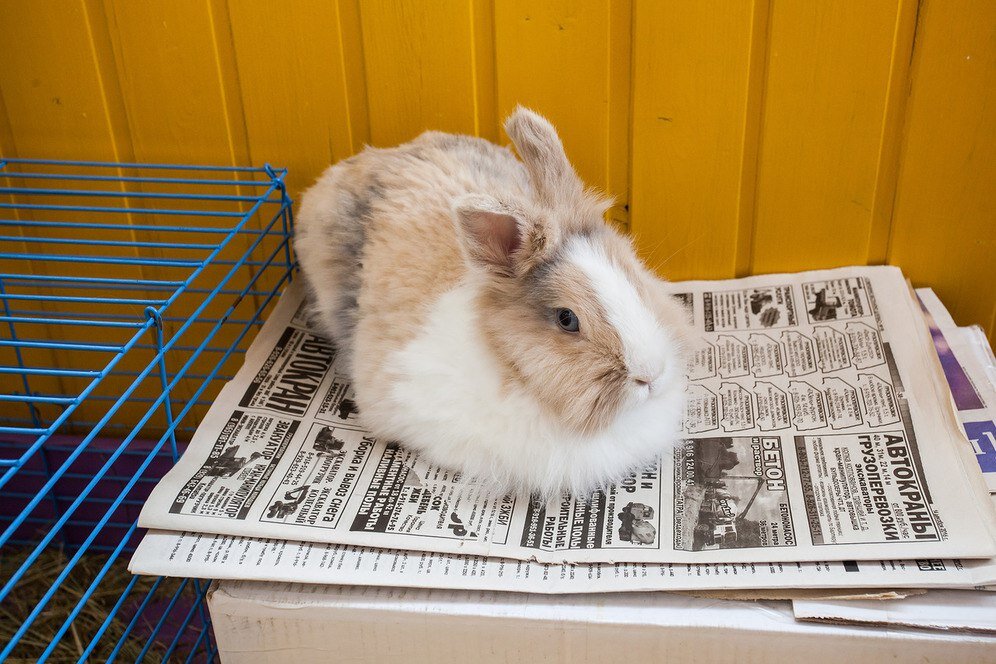 Декоративный кролик длинношерстный. Порода: mini lop. Декоративный кролик. Жизнь декоративного кролика. Домашние кролики декоративные.