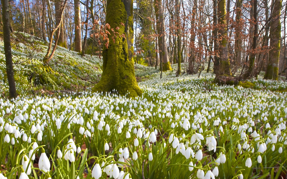 Подснежник: высевают артишоки, томаты, перцы, капусту кольраби на рассаду