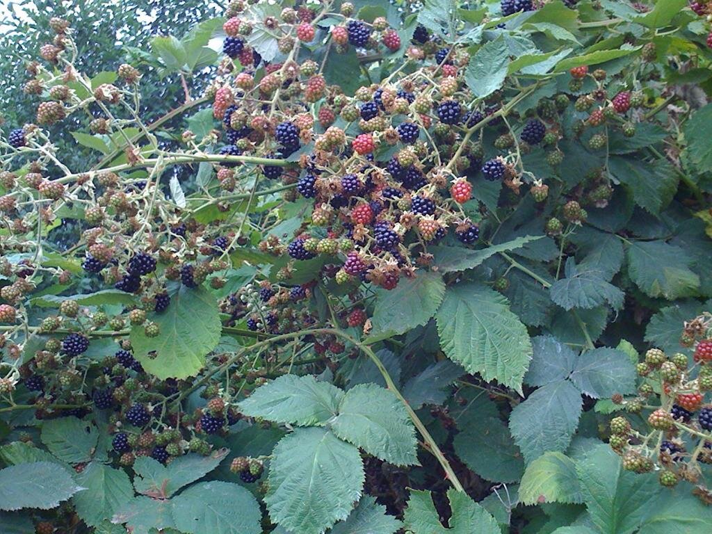 Ежевика на урале. Ежевика лиановидная. Ежевика Садовая куст. Ежевика Полар куст. Ежевика штамбовая.