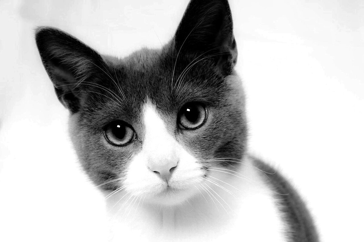 Кошка матершинница фото1