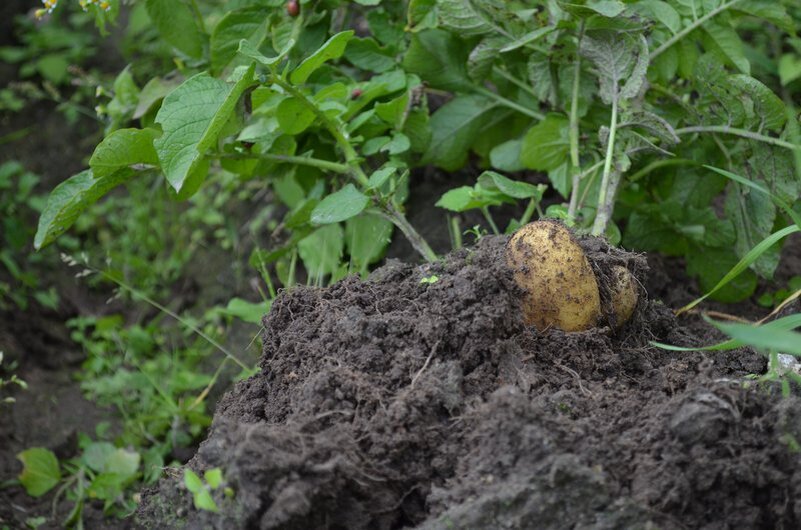 Картофель выращивала в прошлом сезоне.