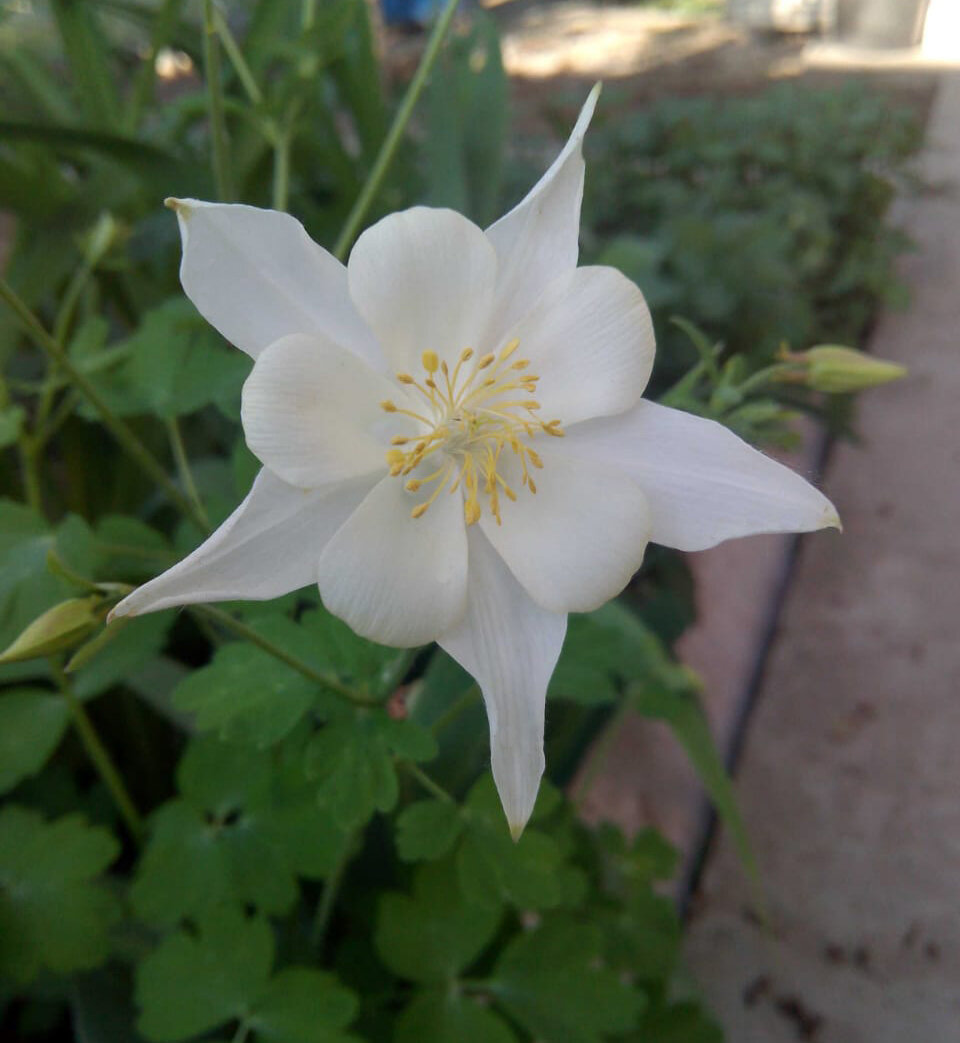 Белоснежная нежность. (фото автора)