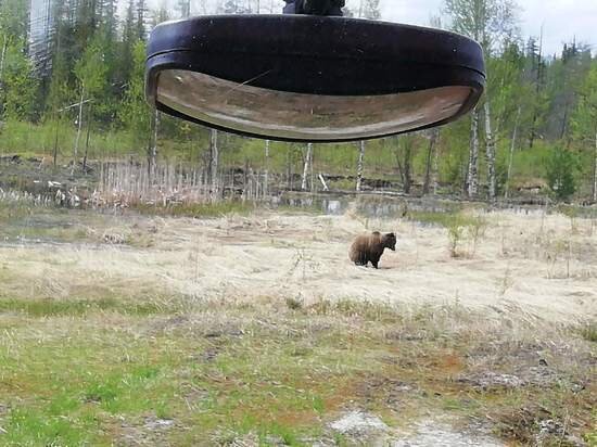  
Маленький медведь. Фото: Артем Джуринский