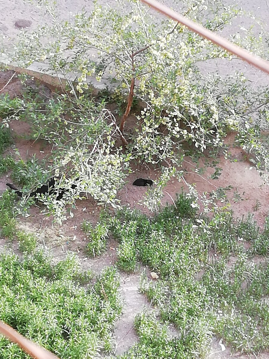 Малыш под кустом