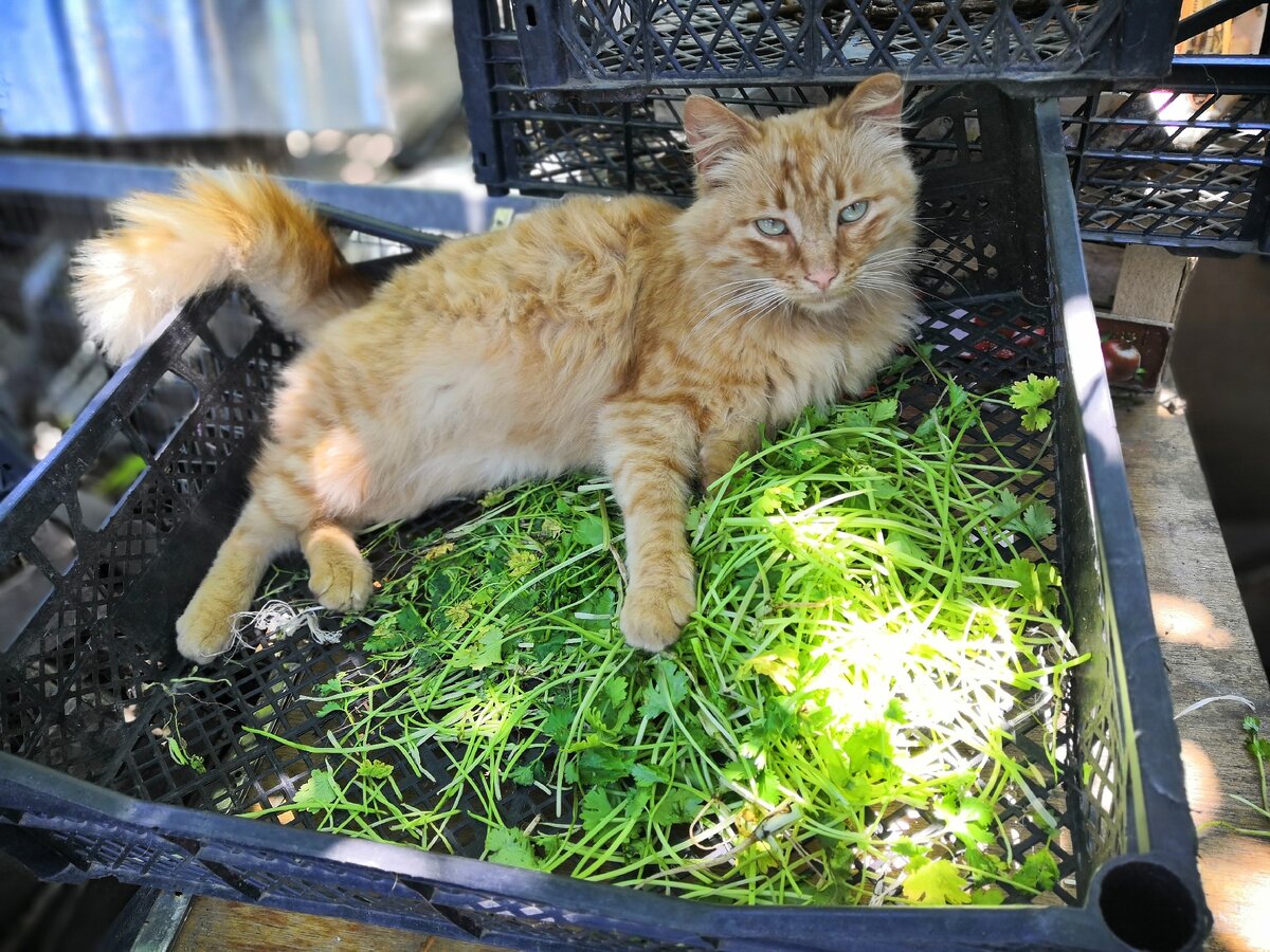 ну и куда же без помощников)))----->