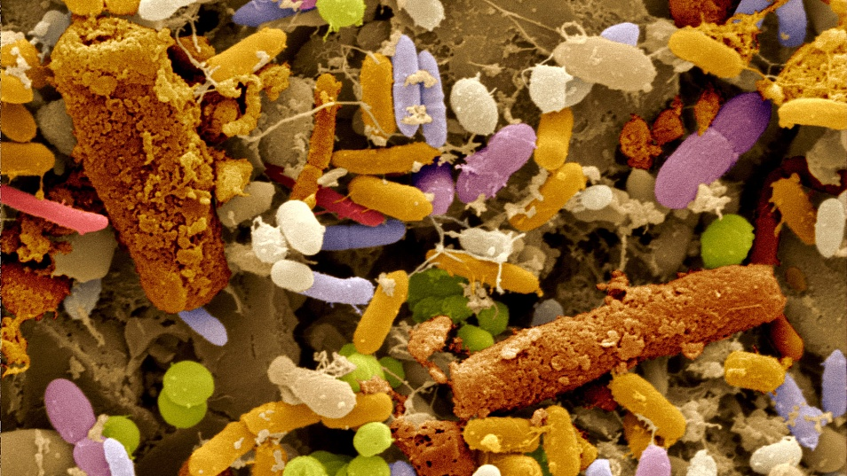 Микрофлора кишечника