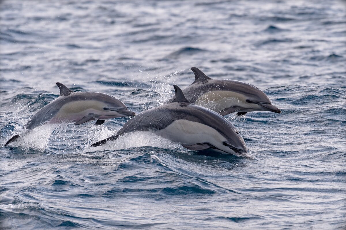 Дельфины живут в море. Белобочка и Афалина. Атлантический Дельфин. Белобокий Дельфин. Дельфин белобочка.