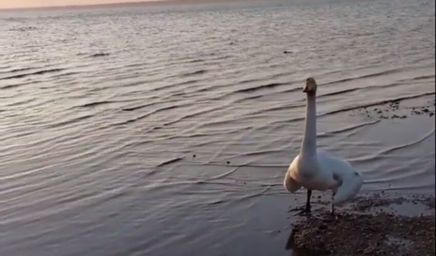 Кадр из видео: Instagram @anonim.sakh