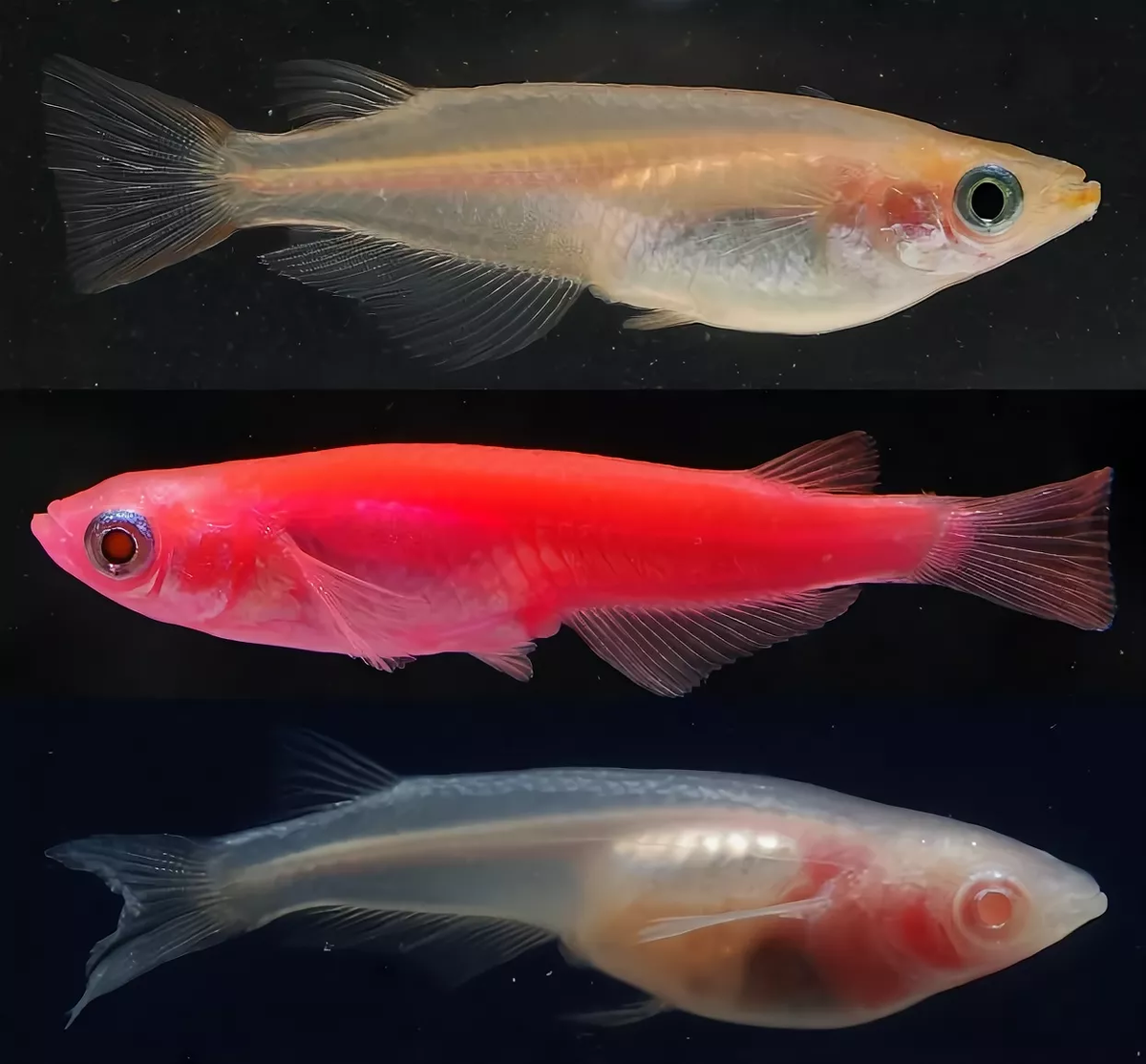 Рыба оризия где. Оризия японская рыбка. Японская Медака (Oryzias Latipes). Японская рисовая рыбка Медака. Оризиас японский "трёхцветный"