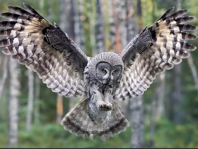 Сова - ночной охотник за птенцами.