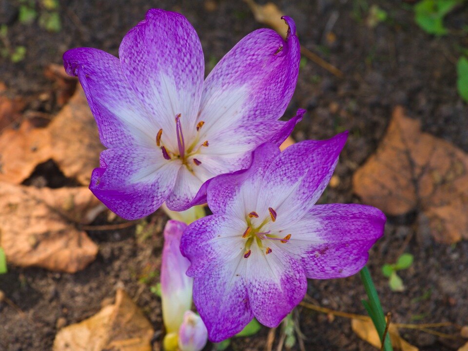 Фото взято со стока Pixabay.com
