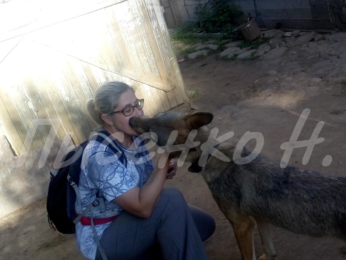 Чистокровный волк Февраль из "Дома Волка" и автор. Фото автора.