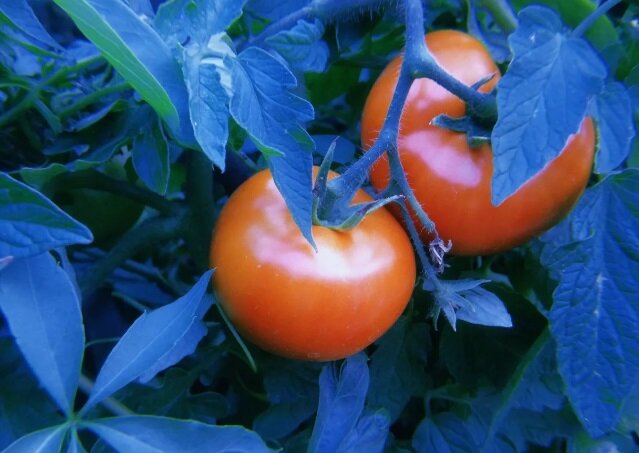 Image source: Yandex.Pictures