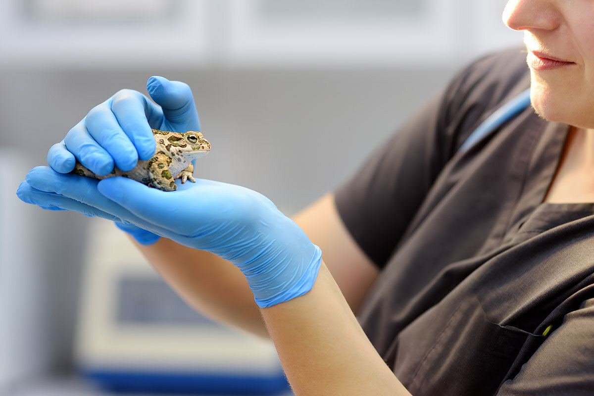 Жабу зовут Изобелла