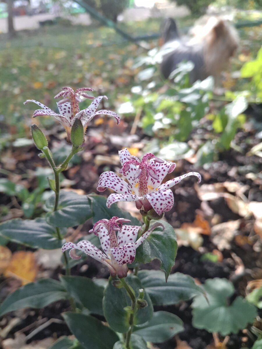 Трициртис в моем саду