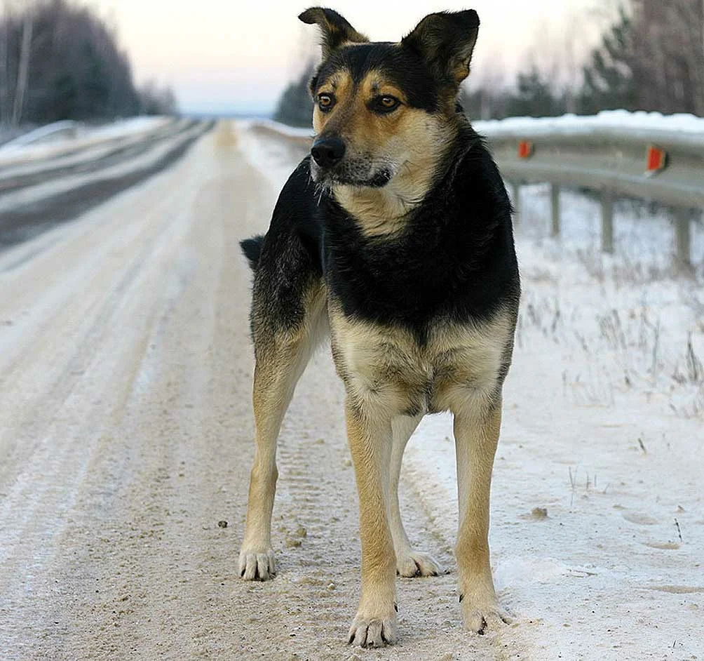 Пес на дороге