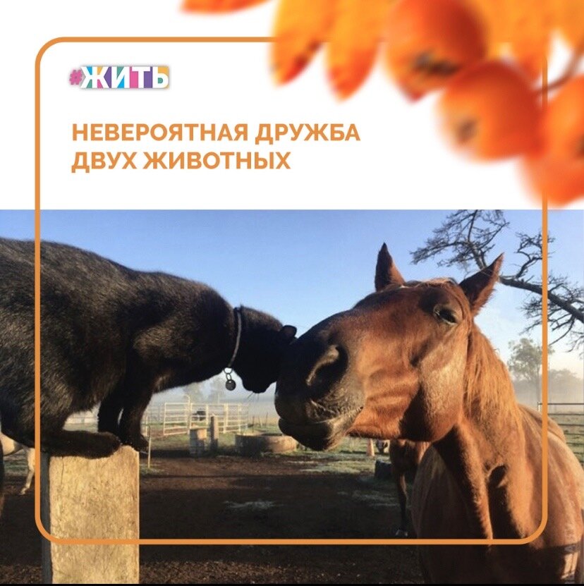Лучшие друзья лошади. Лошадь и кошка. Кот на лошади. Дружба с лошадью. Дружба кошки и лошади