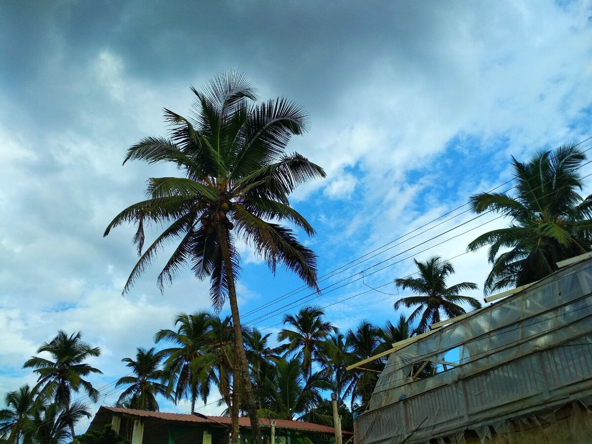 Пальмы прекрасны в любую погоду.