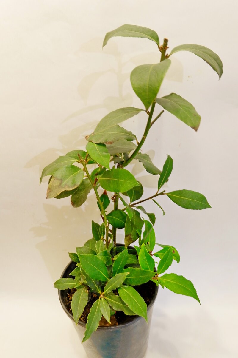 Это голландский стал таким. После обрезки.