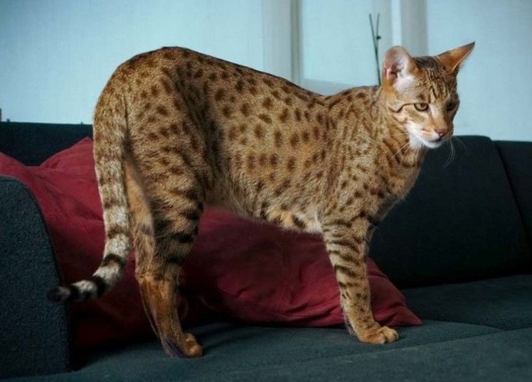 Длинные лапки, широкая грудная клетка, мордочка вытянута.