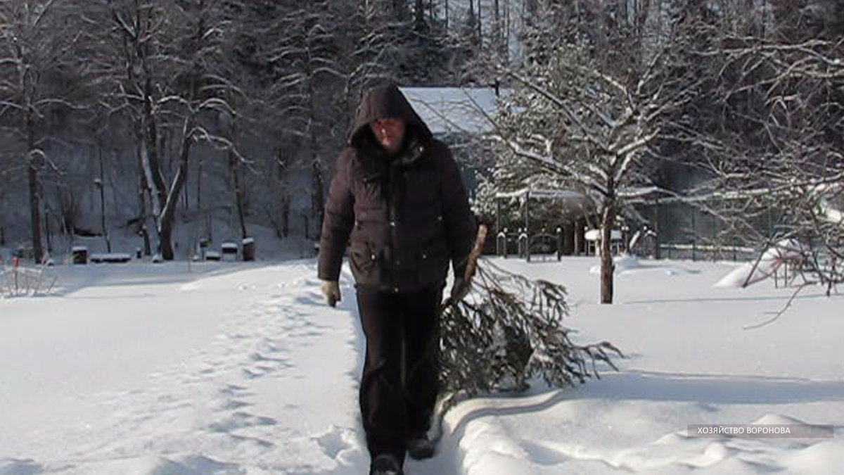 Заготовка хвои для кур