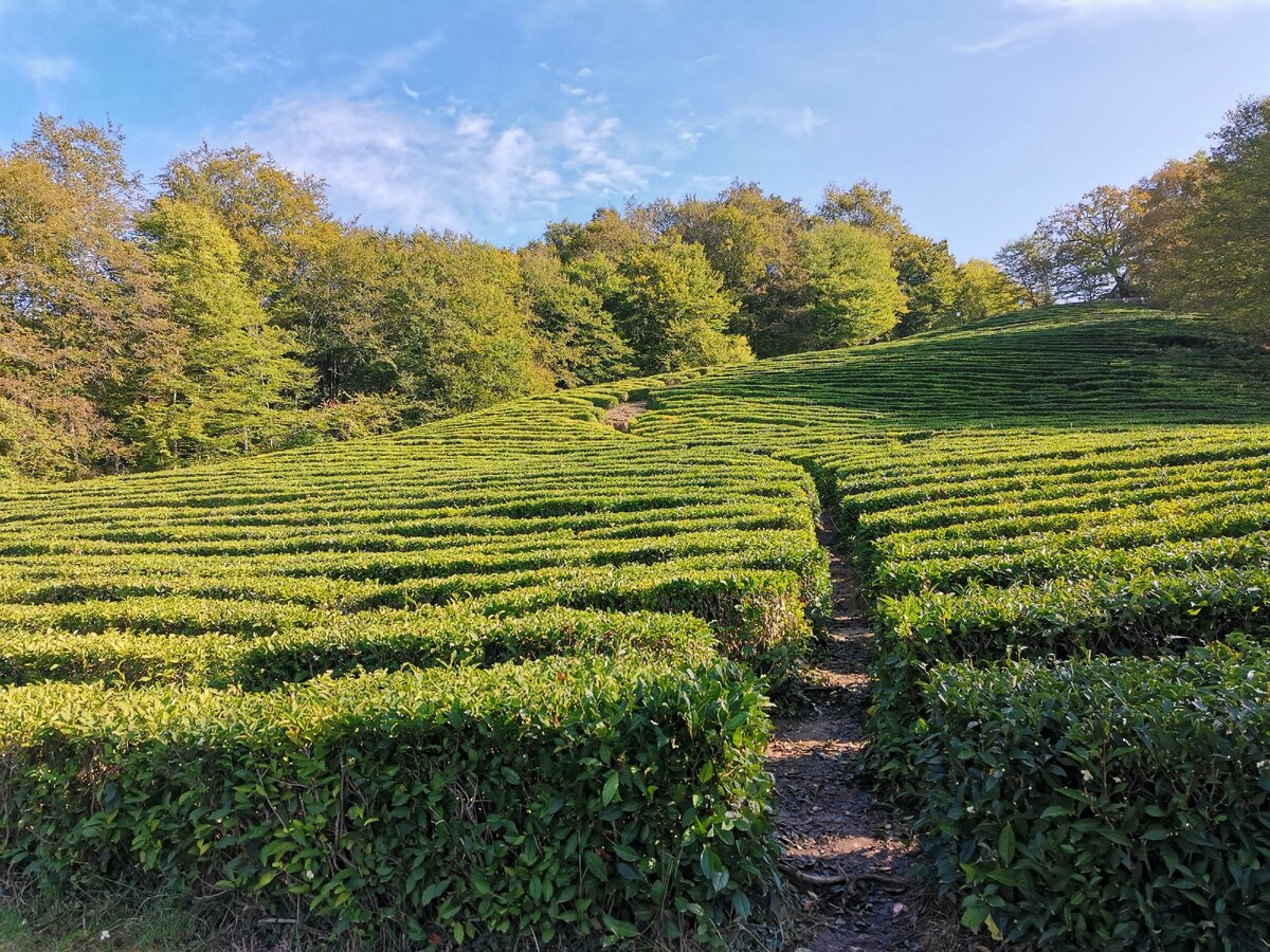 Плантации Мацеста Чай