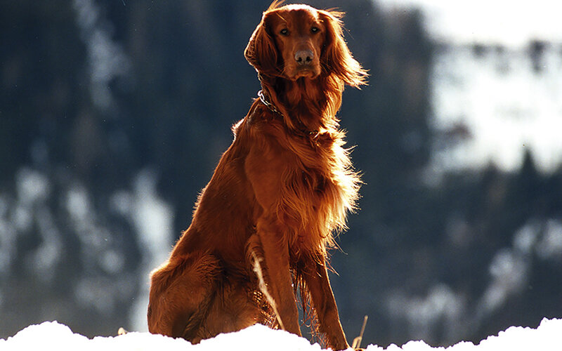 Собаки спасают от инфаркта и существенно снижают риск преждевременной смерти. Некоторые, кстати, делают это лучше других. Фото Elisabeth Leunert/Pixabay 