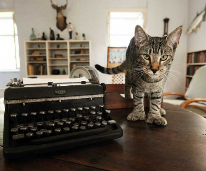 В доме-музее знаменитого писателя Хемингуэя, сегодня живут более пятидесяти #кошек и котов.
