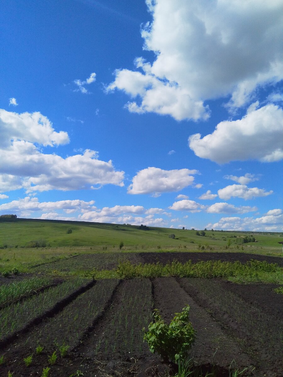 Весна прошлого года. Длина грядок около 10 метров