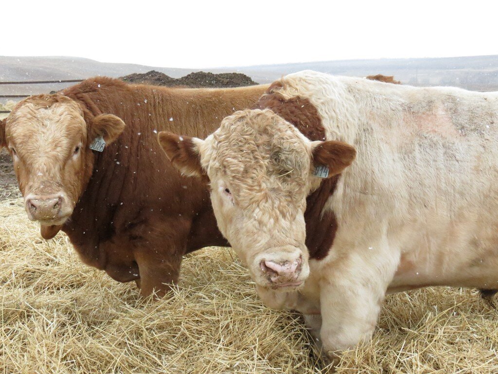 фото с форума Fermer.ru ©