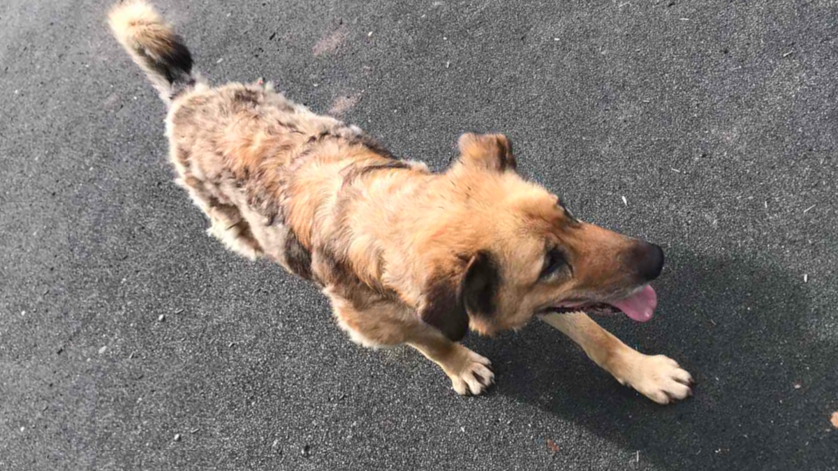 Динга | Фото: Наталья К.