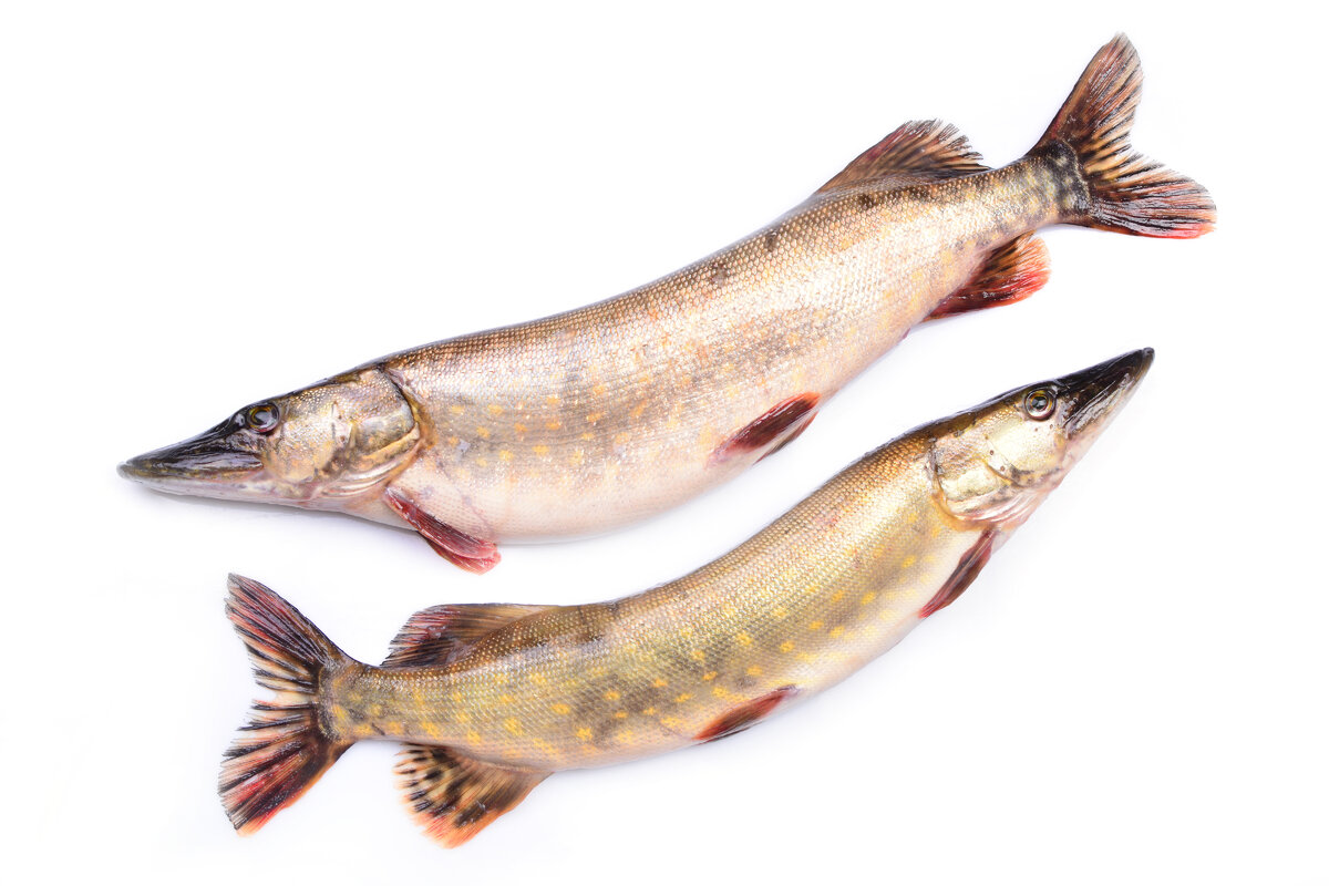 Рыба щука пойманная для приготовления ухи