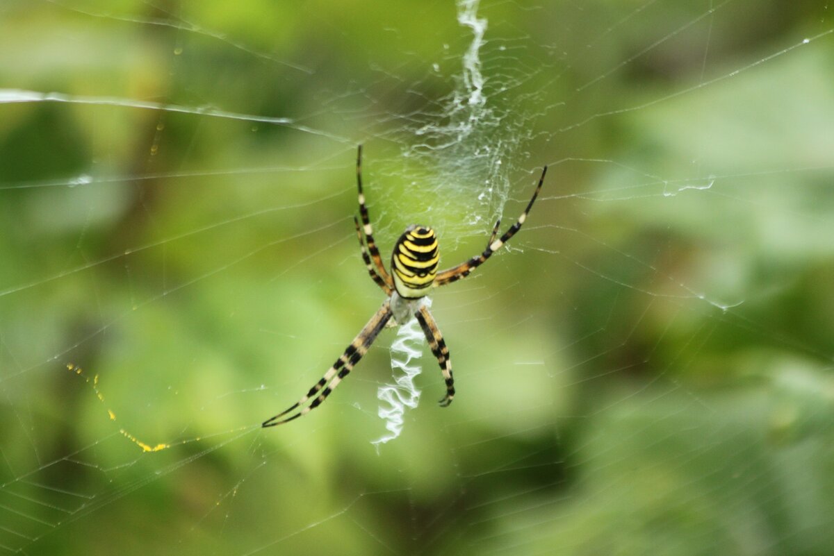 Паук Аргиопа Брунниха. Фото автора