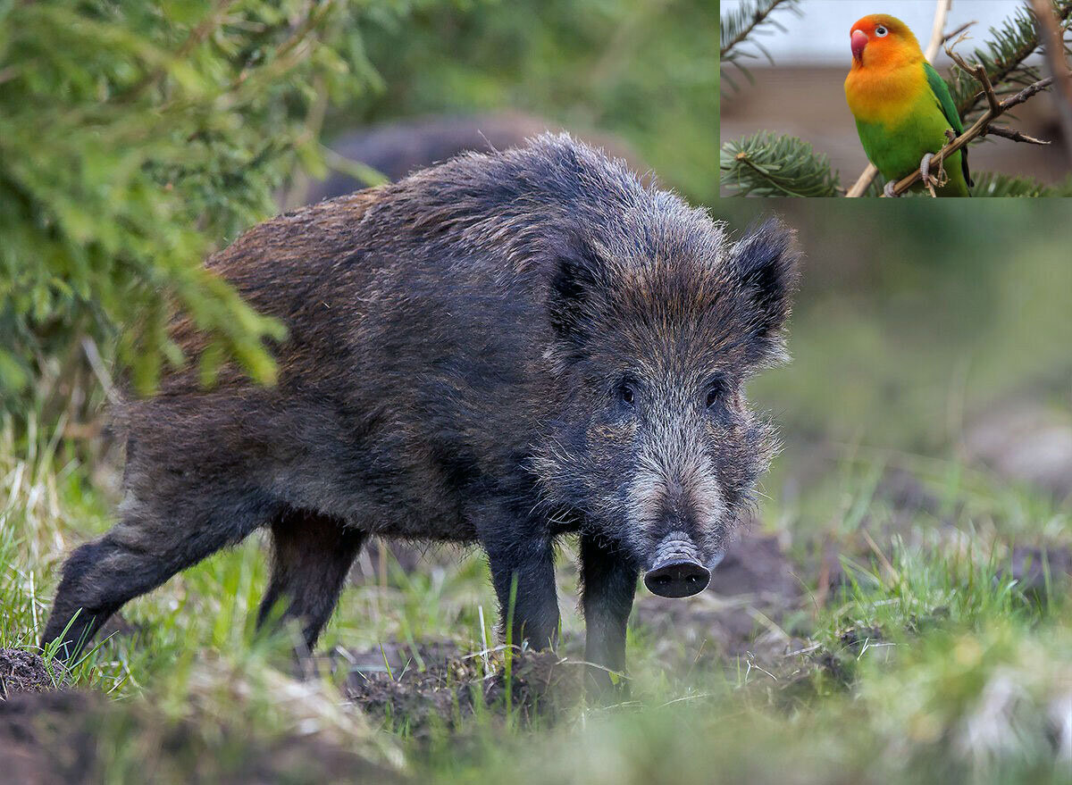 Кабан и попугай. Коллаж на основе фото из открытых источников.