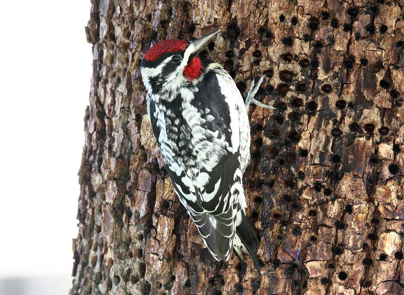 Больше отверстий богу отверстий!