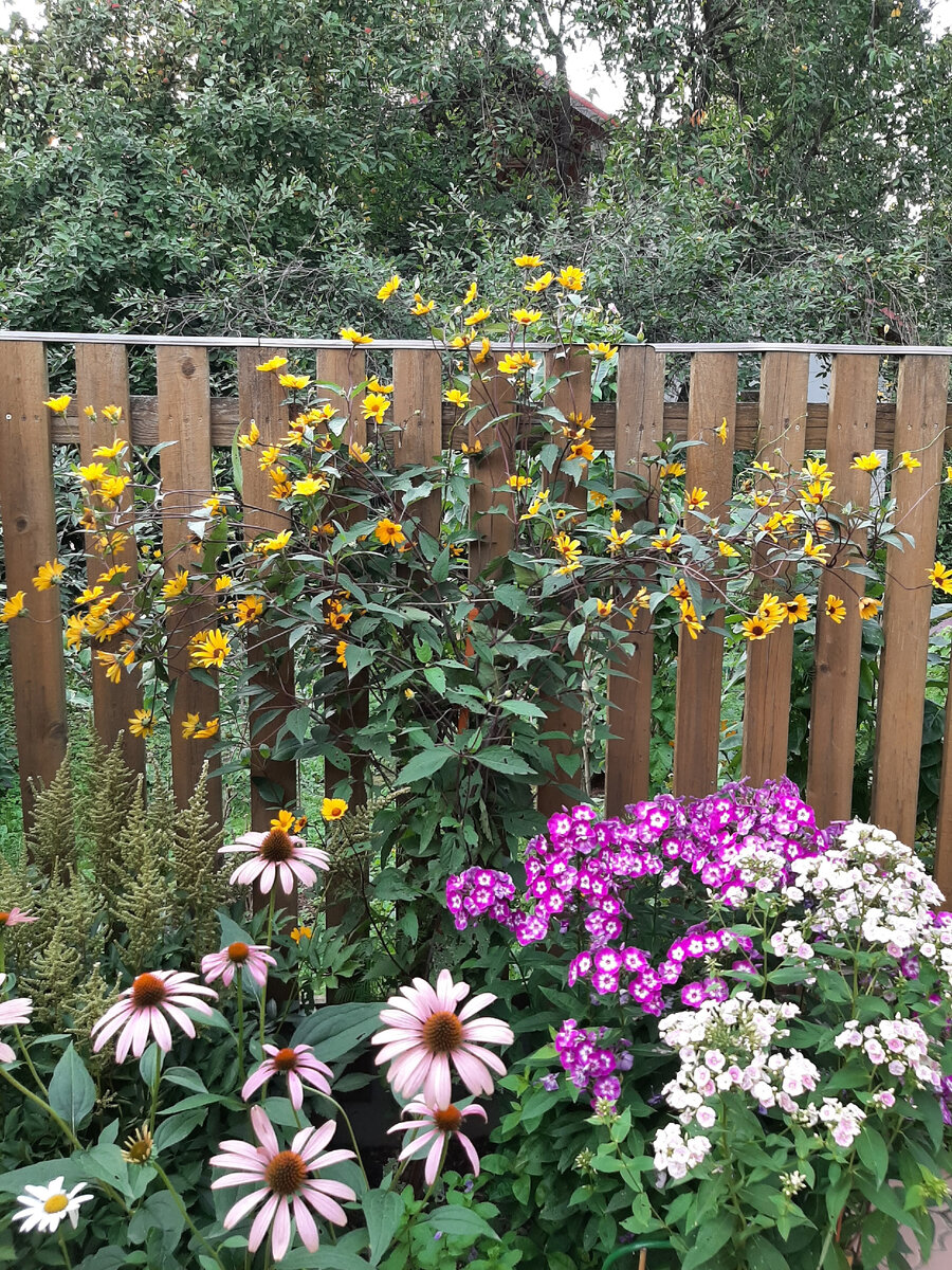 Эхинацея и флоксы внизу. 