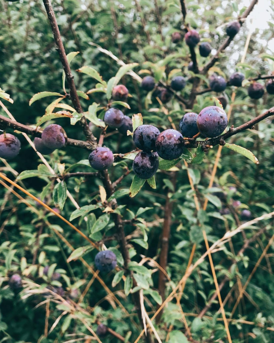 Вот так выглядит терн (слива колючая) 