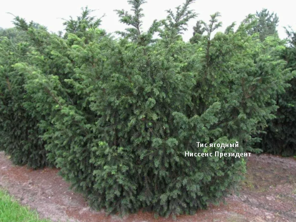 Тис ягодный. Скрин фото автора